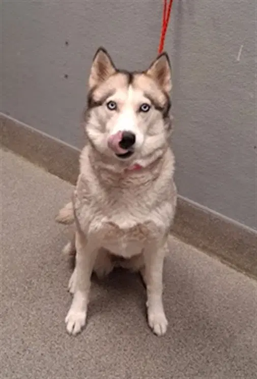 Nala - Siberian Husky