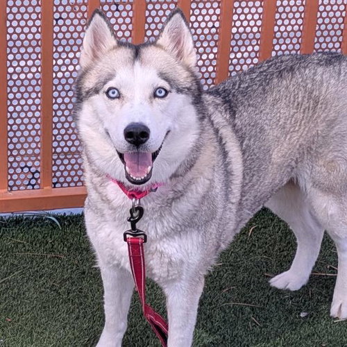 NALA, a dog for adoption from The Animal Foundation - Las Vegas