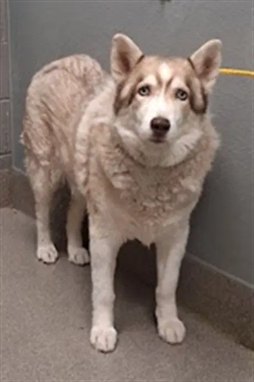 Ben - Siberian Husky