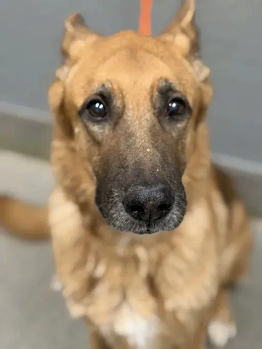 Gherkin - German Shepherd Dog