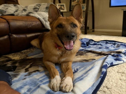 *GHERKIN, a dog for adoption from The Animal Foundation - Las Vegas