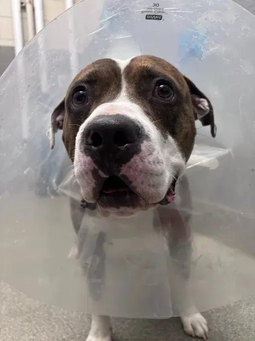 Maui - Pit Bull Terrier