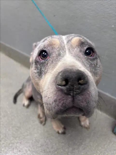 Nala - Pit Bull Terrier