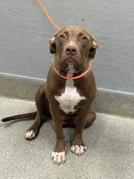 Deborah - Pit Bull Terrier
