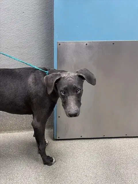 Dove - Weimaraner