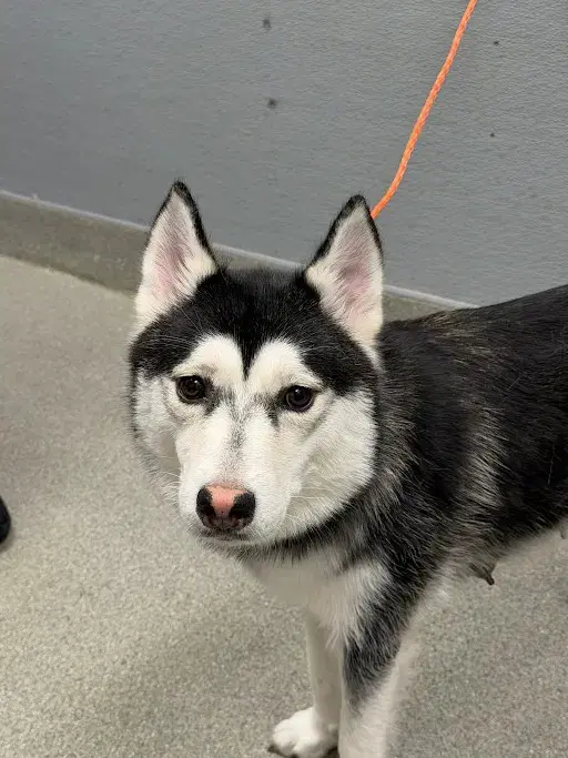 Dora - Siberian Husky
