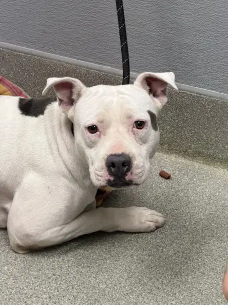 Pearl - Pit Bull Terrier