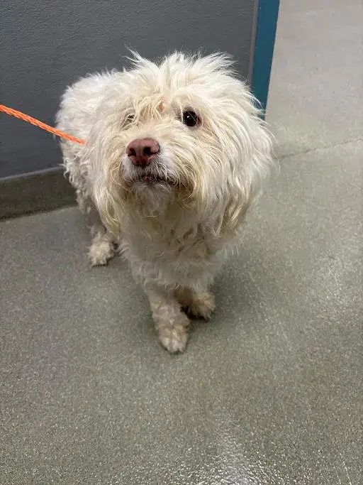 Alice - Poodle (Miniature)