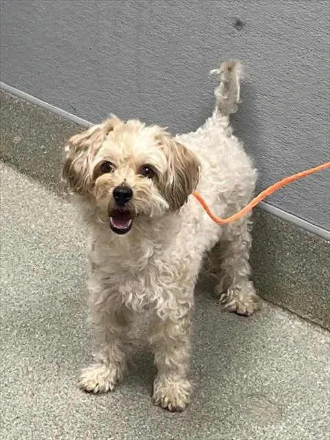 Mia - Poodle (Miniature)