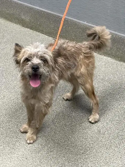 Gordo - Terrier