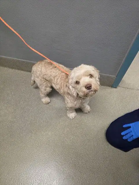 Benji - Cocker Spaniel