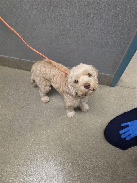 Benji