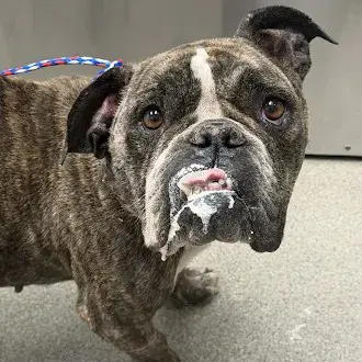 Dandelion - Bulldog