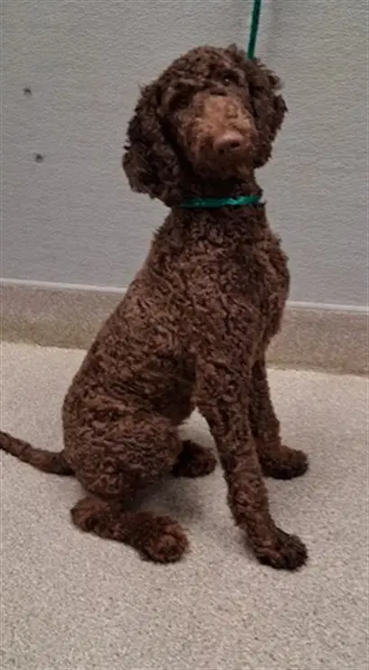 Molly - Poodle (Standard)