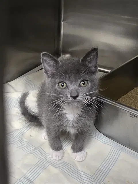 Jessie - Domestic Short Hair