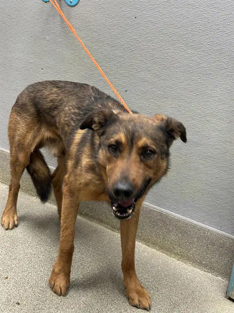 Chester - German Shepherd Dog