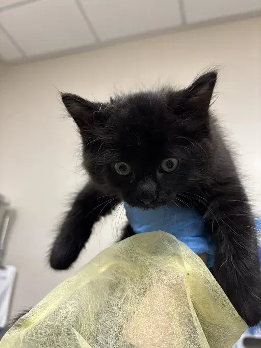 Fuzzy Bear - Domestic Short Hair