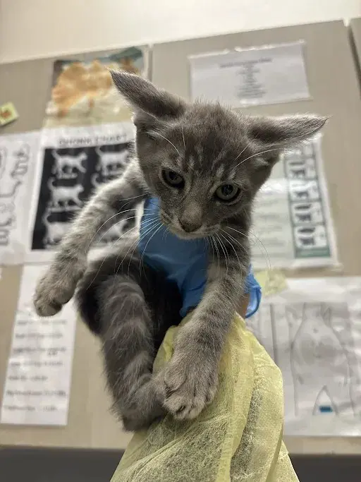 Sharon - Domestic Short Hair