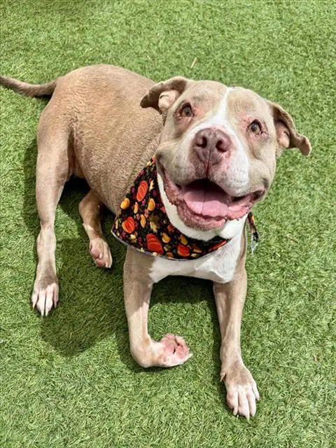 Nala - Pit Bull Terrier