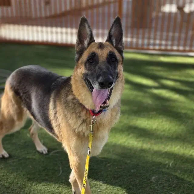 Oso - German Shepherd Dog