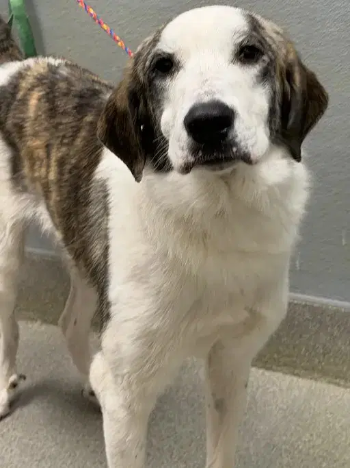 Storm - Anatolian Shepherd