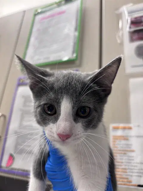 Missy - Domestic Short Hair
