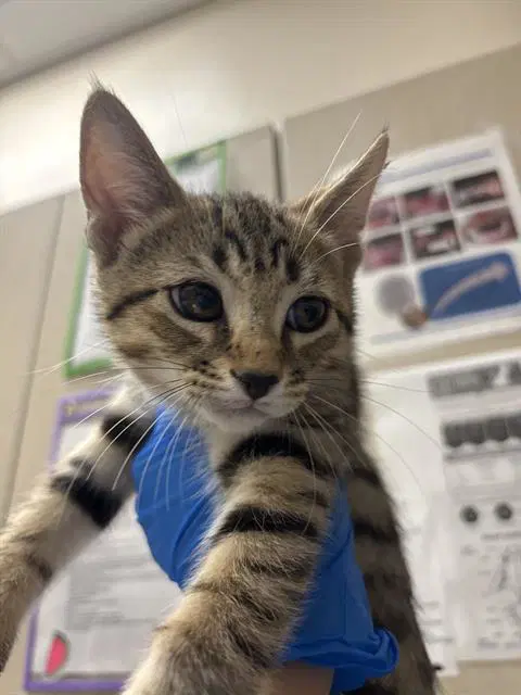 Morris - Domestic Short Hair
