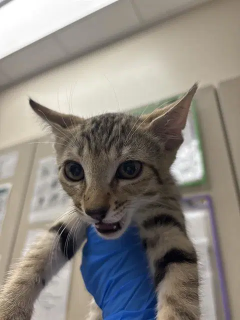 Marcus - Domestic Short Hair