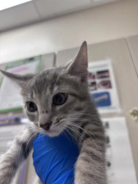 Molly - Domestic Short Hair