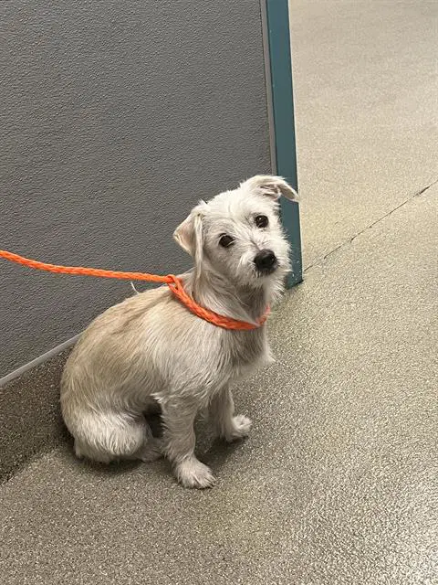 Gracie May - Terrier