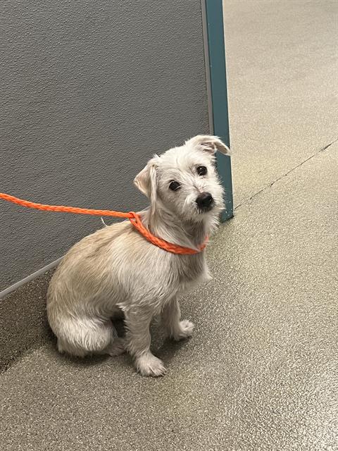 Gracie May