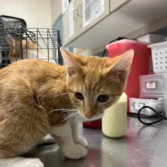 Meep - Domestic Short Hair