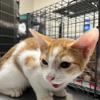 Beep - Domestic Short Hair