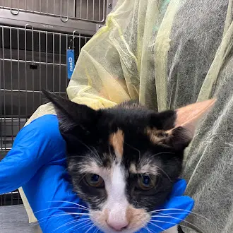 Boop - Domestic Short Hair