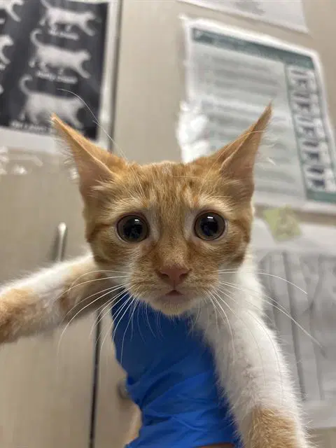 Liam - Domestic Short Hair