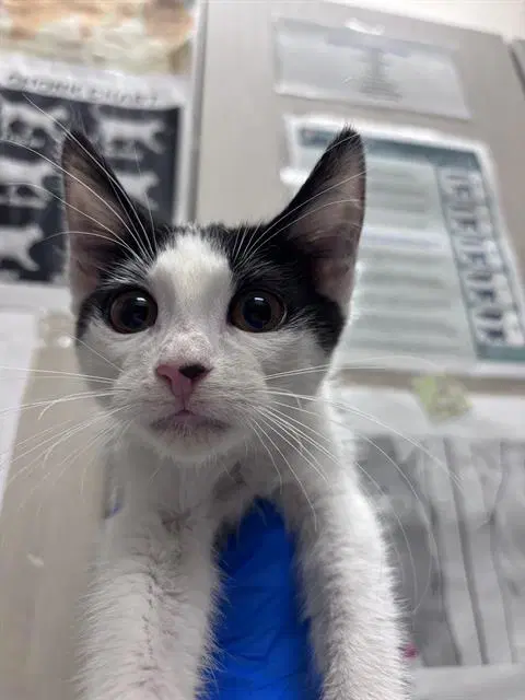 Noah - Domestic Short Hair