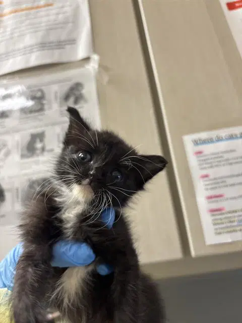 Unknown - Domestic Short Hair