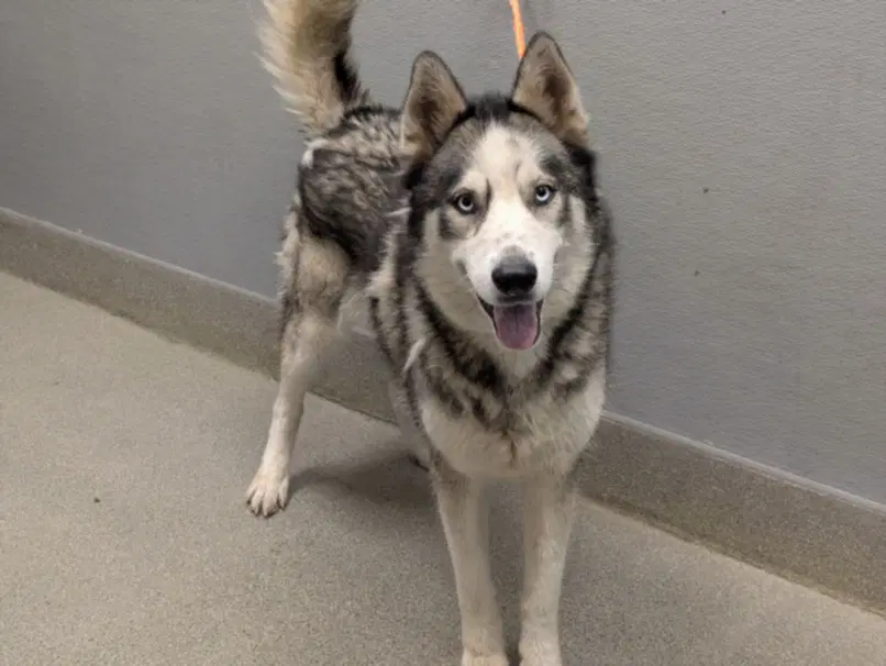 Thunder - Siberian Husky