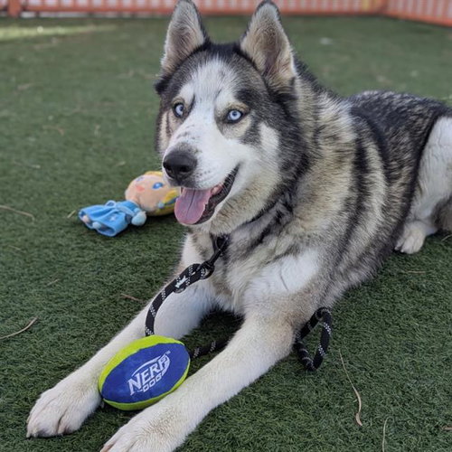 THUNDER, a dog for adoption from The Animal Foundation - Las Vegas
