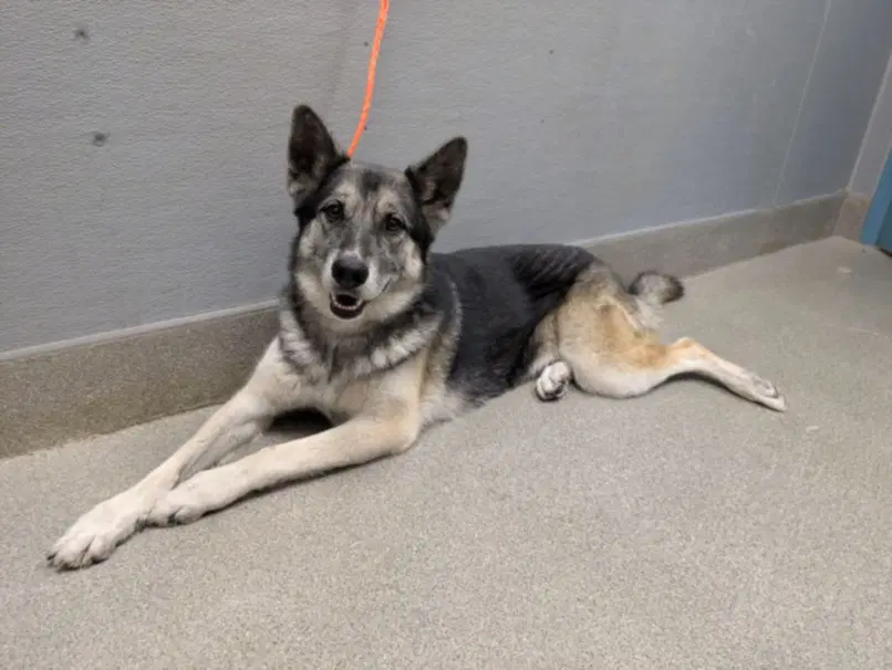 Sky - German Shepherd Dog