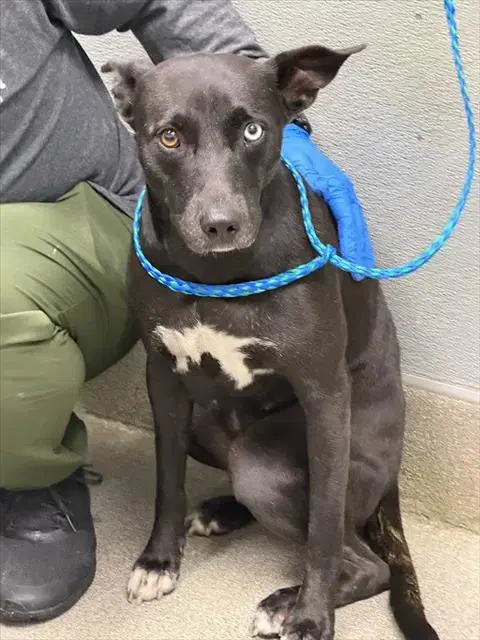 Miss Poppins - Border Collie