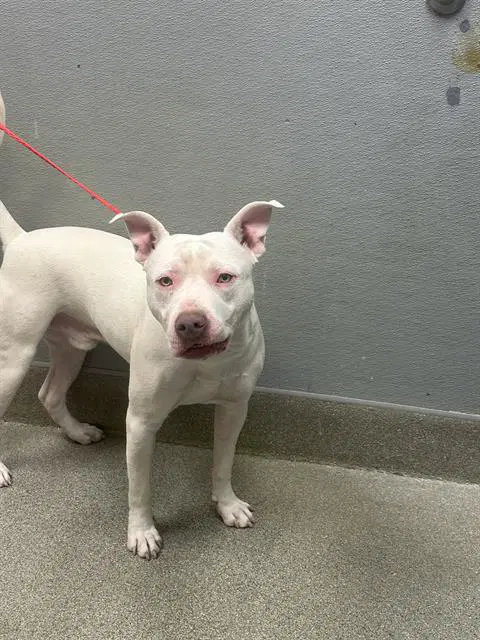Alfredo - Pit Bull Terrier