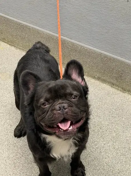Max - French Bulldog