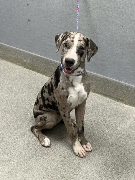 Charity - Great Dane