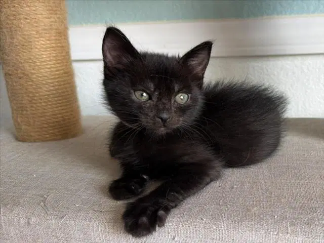 Aurora - Domestic Short Hair