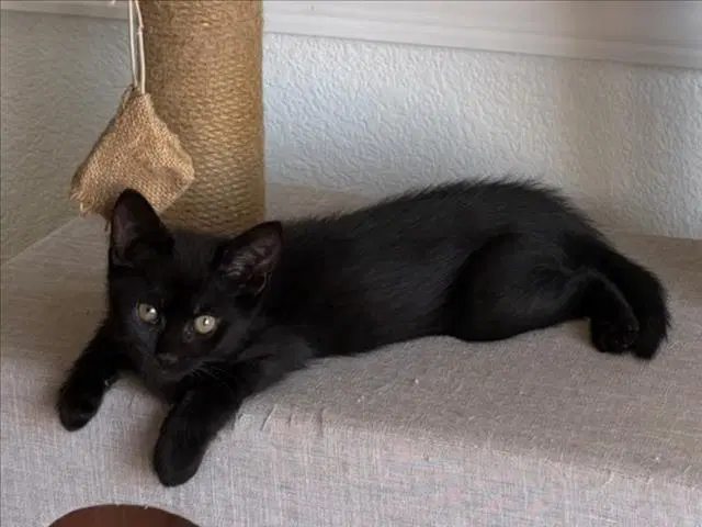 Elsa - Domestic Short Hair