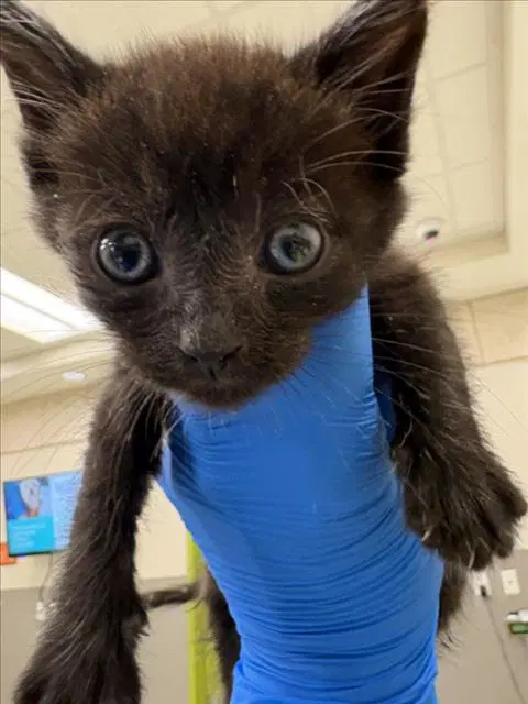 Buck - Domestic Medium Hair