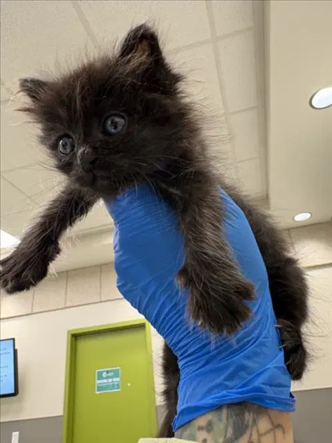 Venelope - Domestic Medium Hair