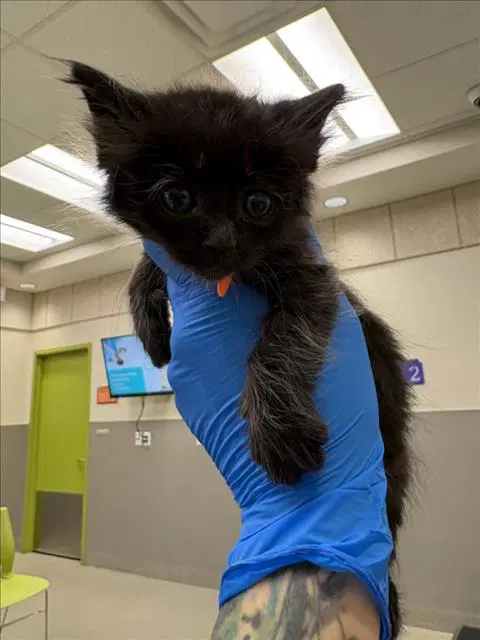 Spot - Domestic Medium Hair