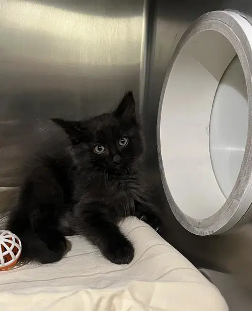 Unknown - Domestic Short Hair